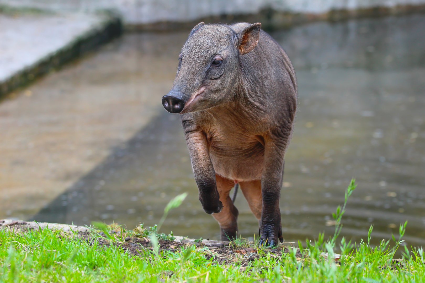 Babirusa youngster- 12th May 2025