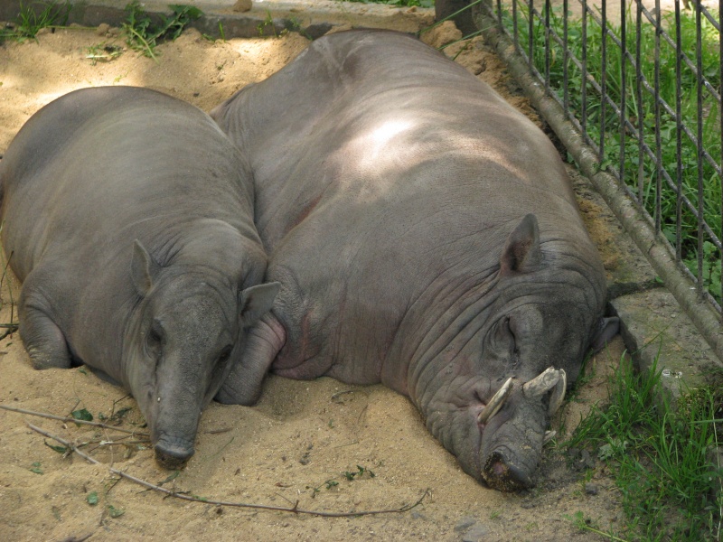 Babirusa @ Zoo Jihlava