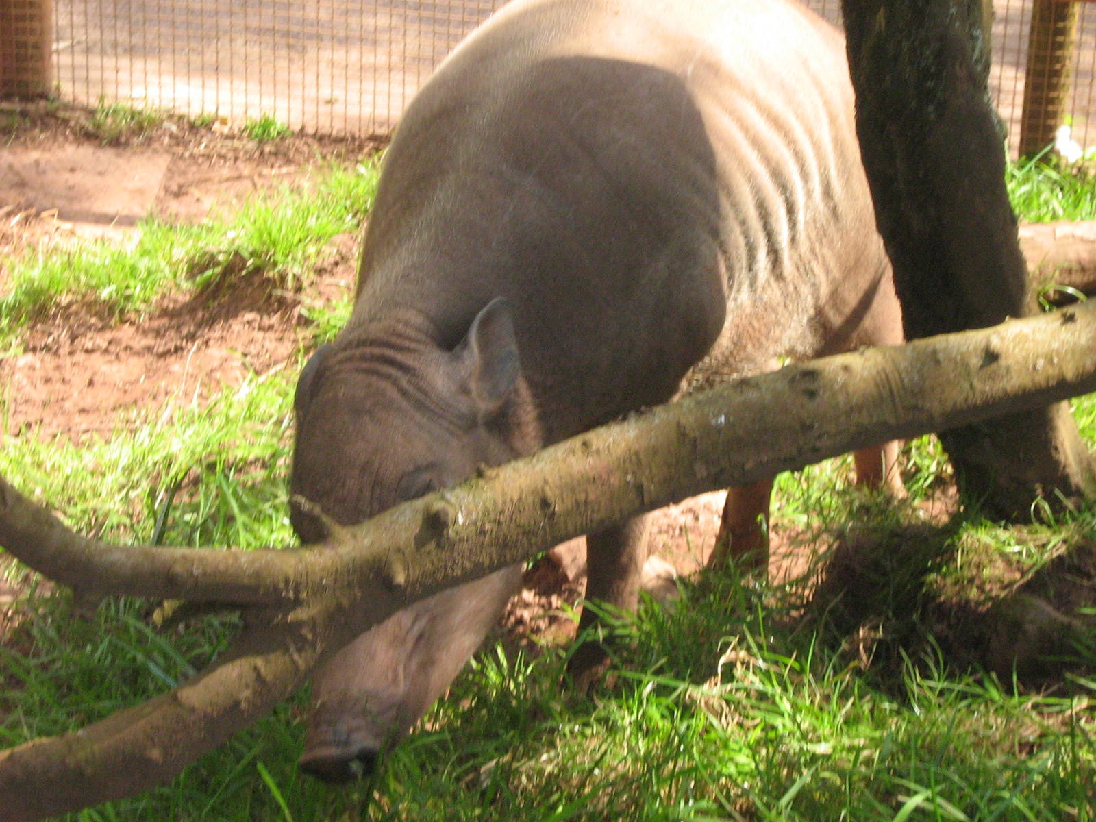 babirusa