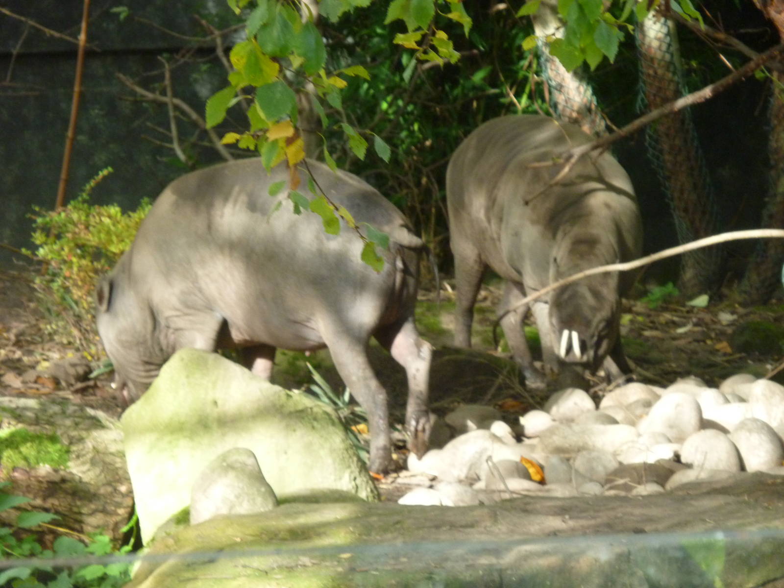 Babirusa