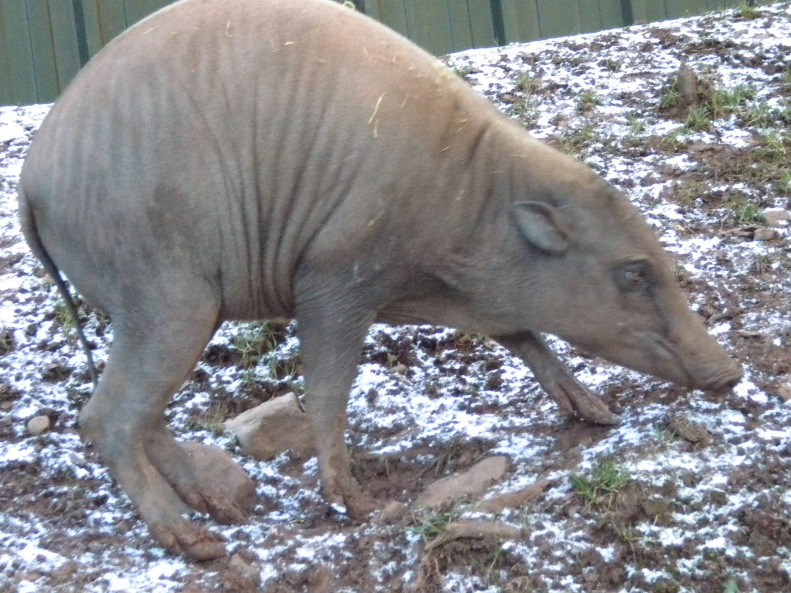 Babirusa.