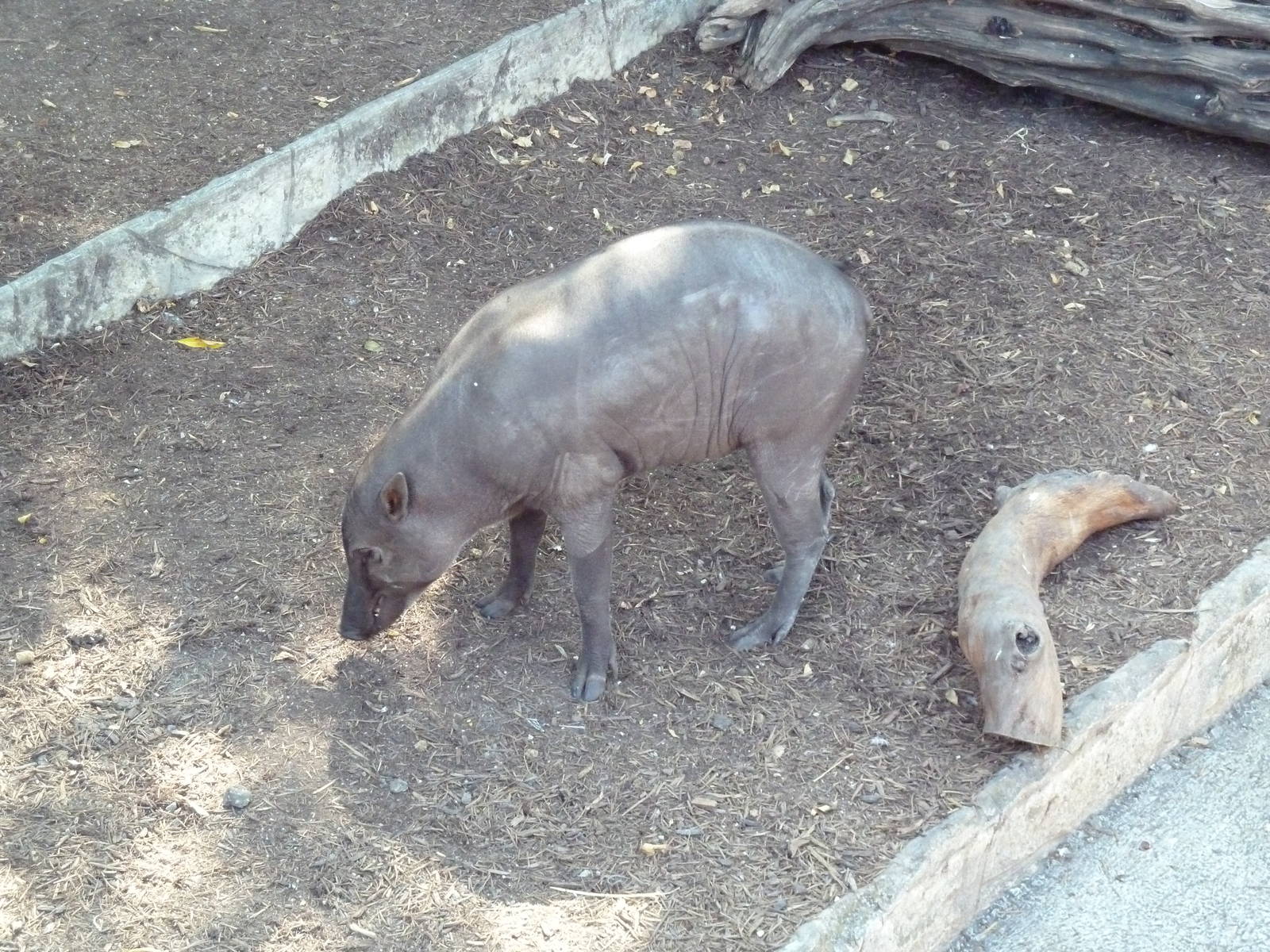 Babirusa