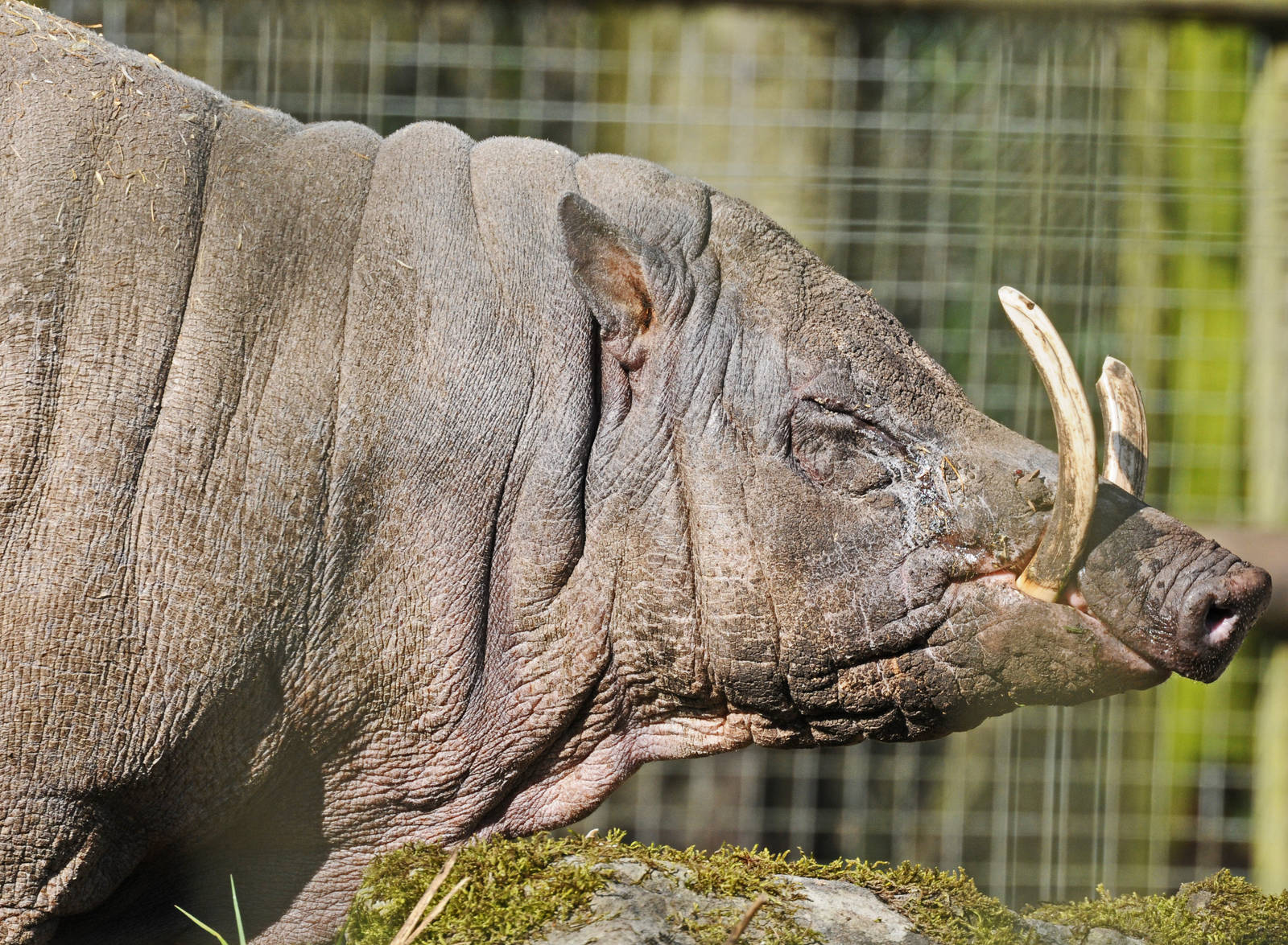 Babirusa