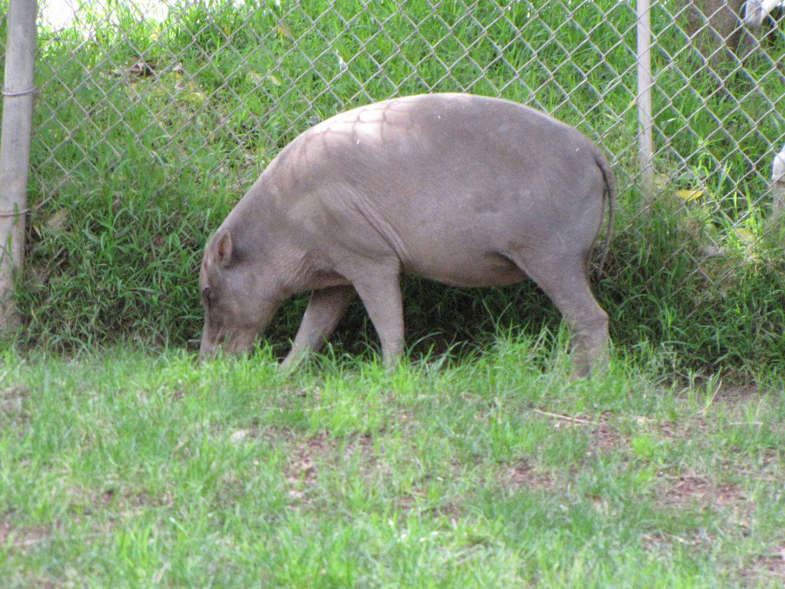 Babirusa