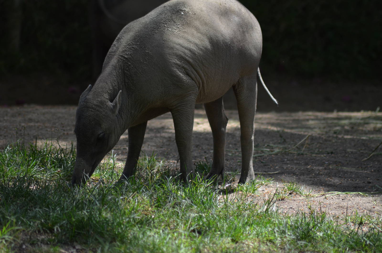 Babirusa