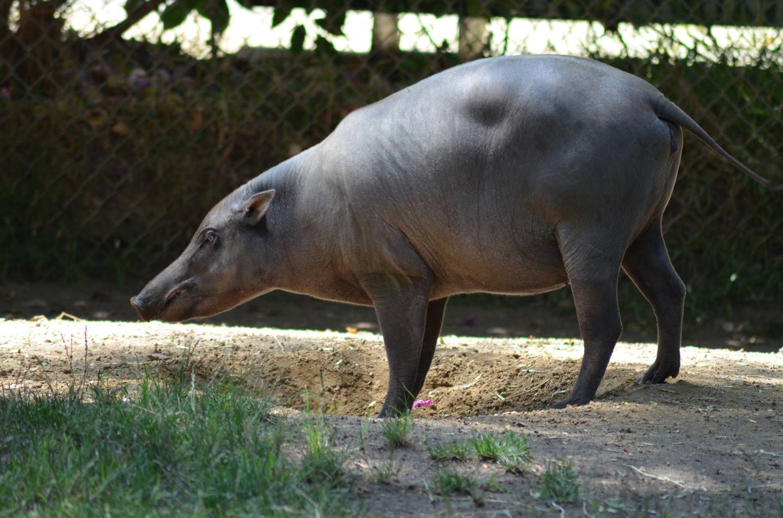 Babirusa