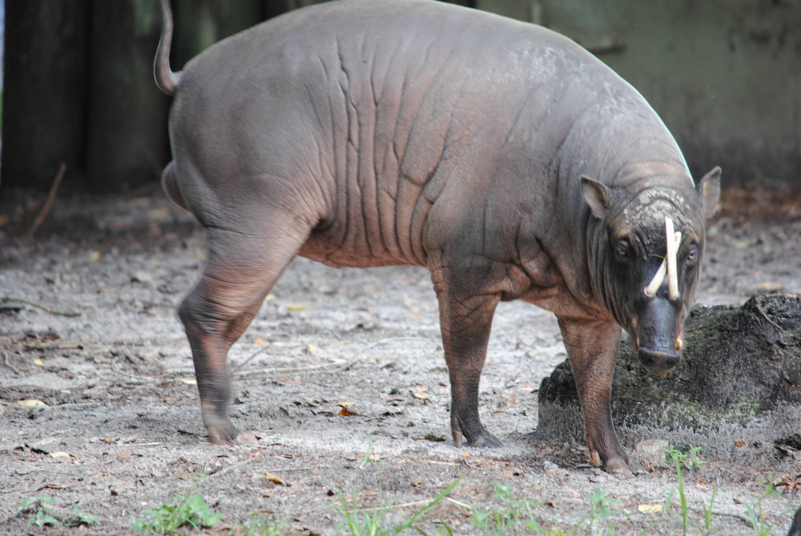 Babirusa