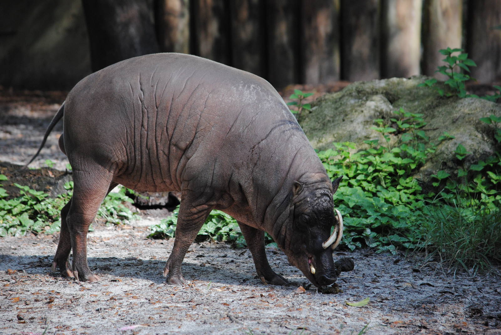 Babirusa