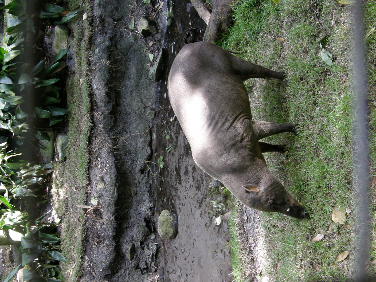 babirusa