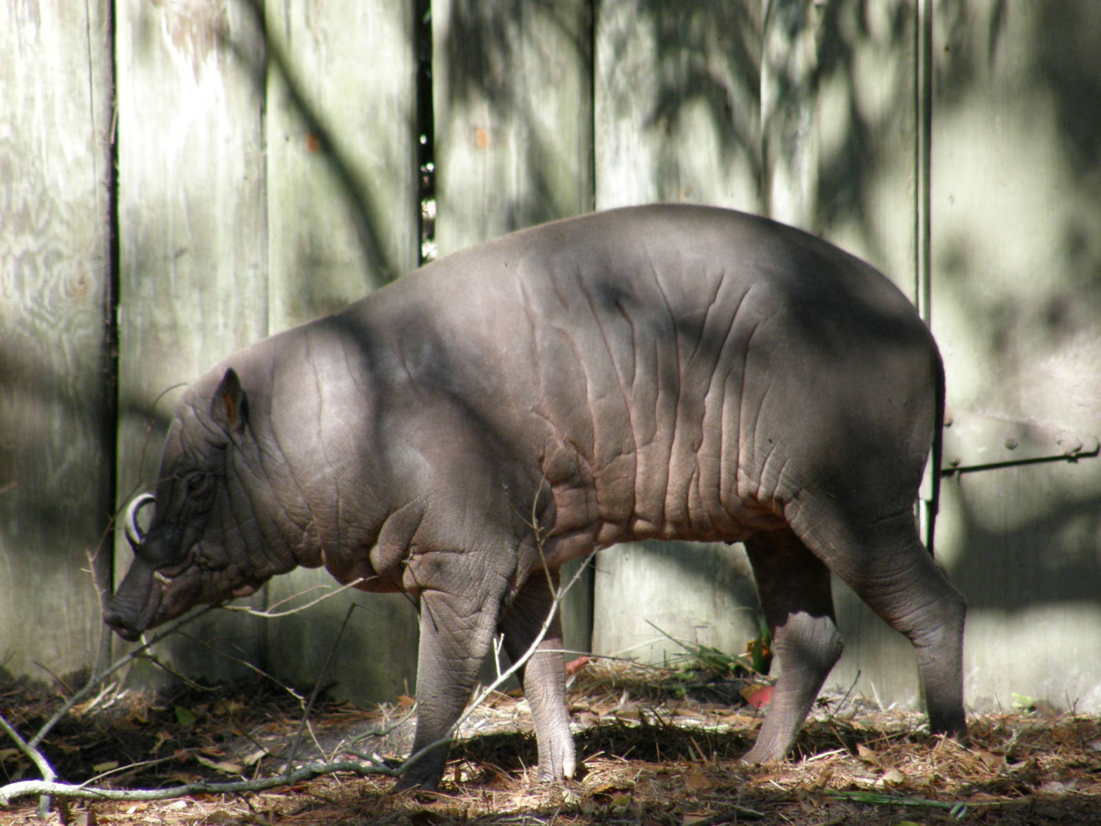 babirusa