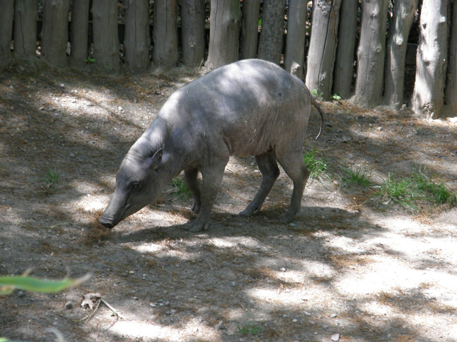 babirusa