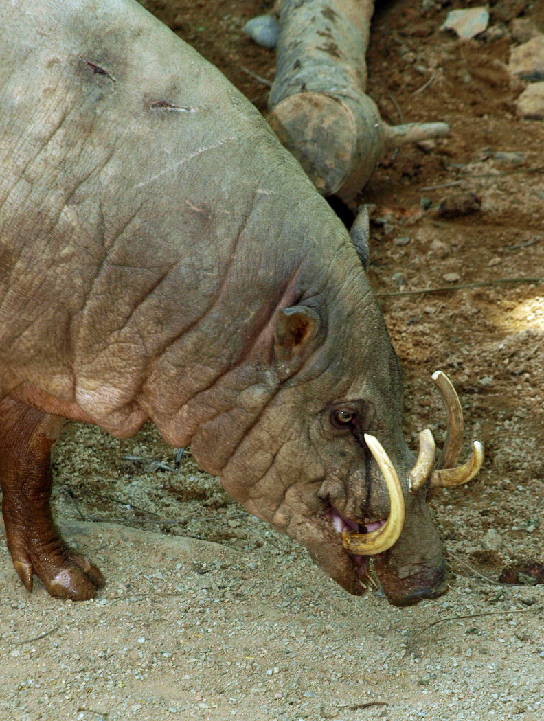 Babirusa