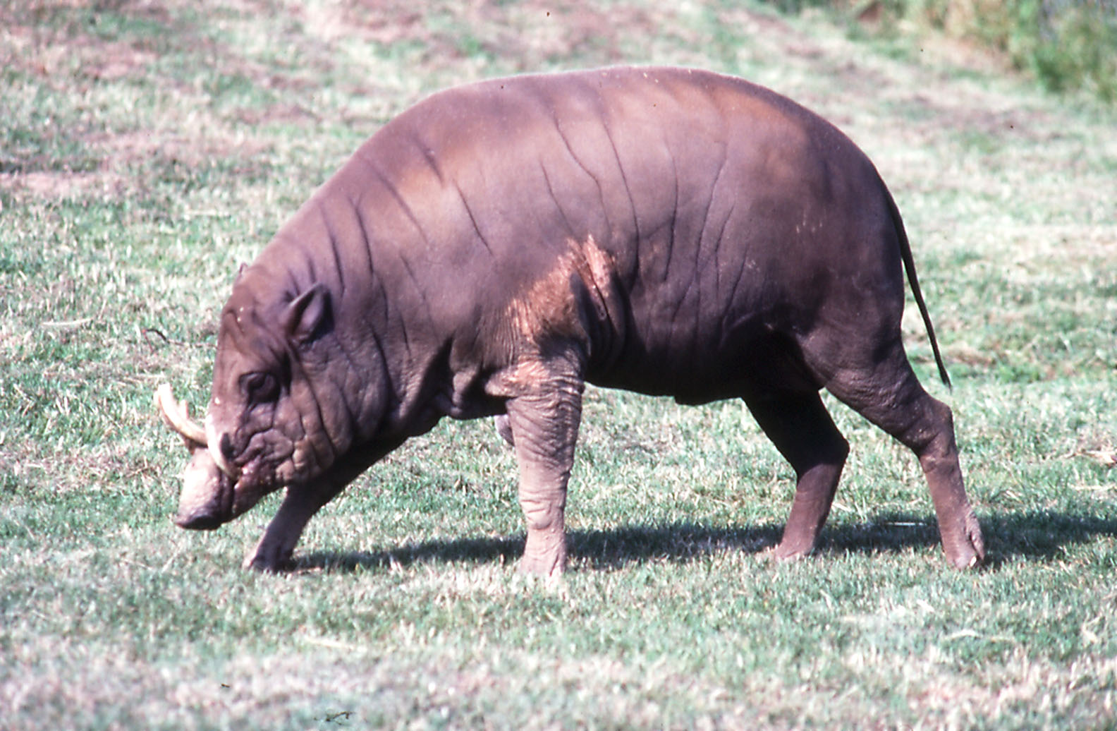 Babirusa