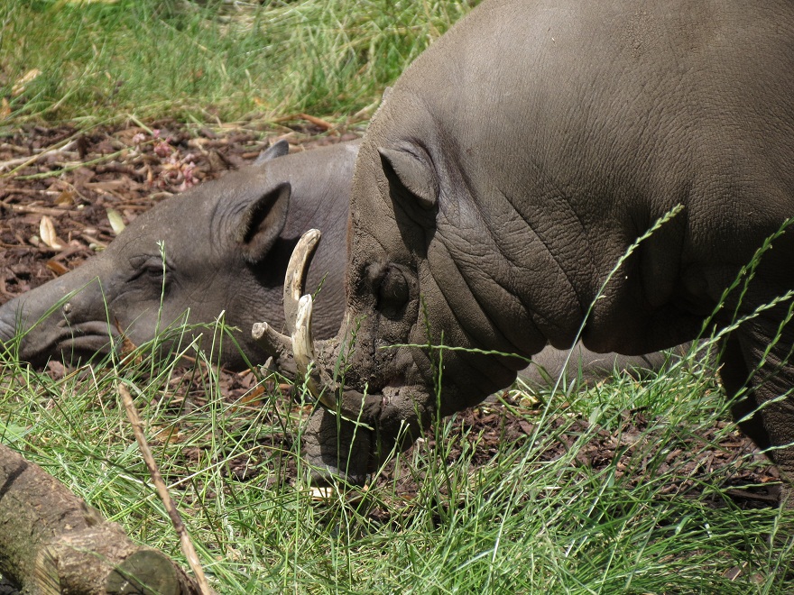 Babirusa