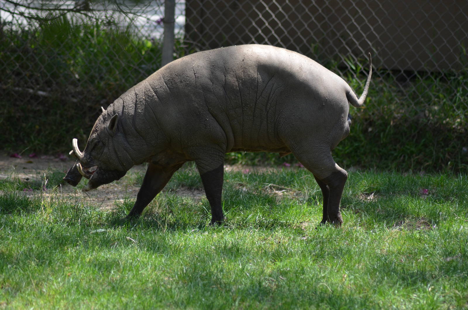 Babirusa