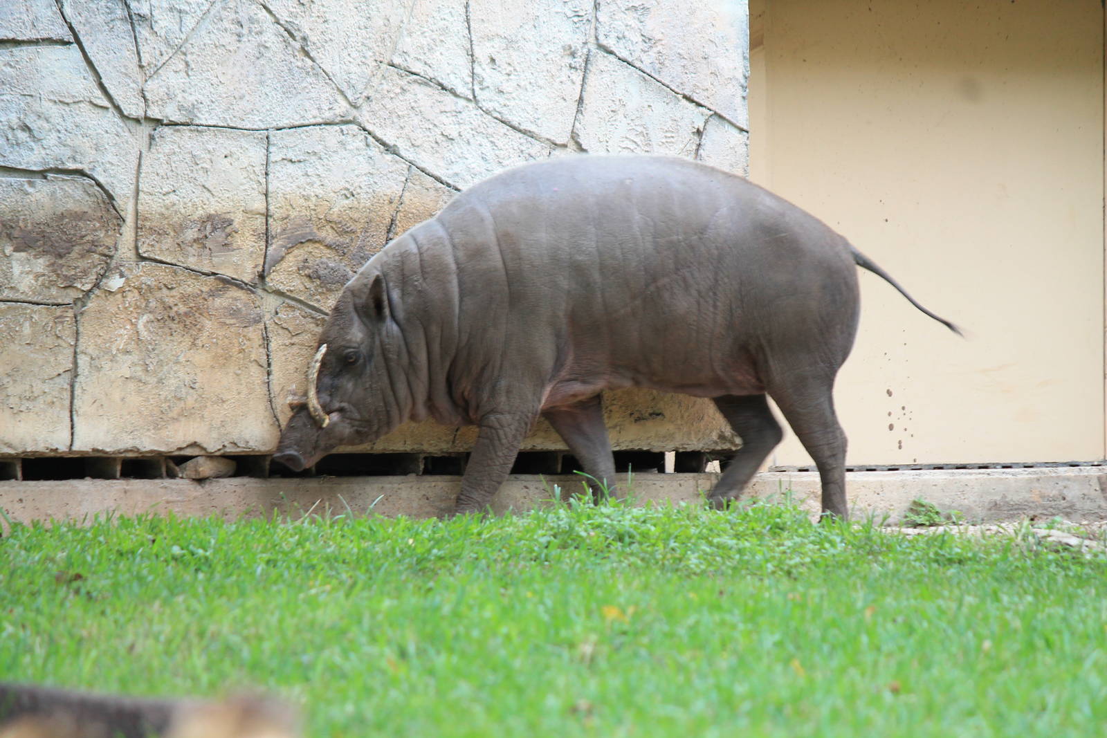 Babirusa