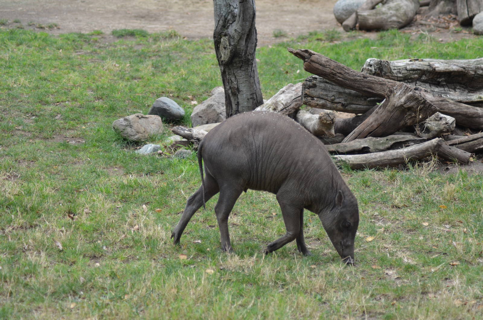 Babirusa
