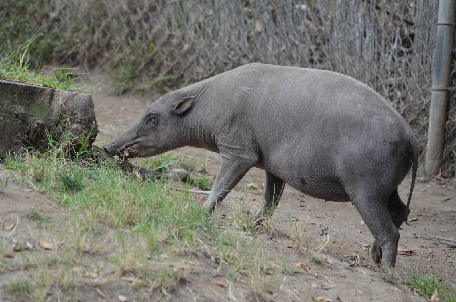 Babirusa