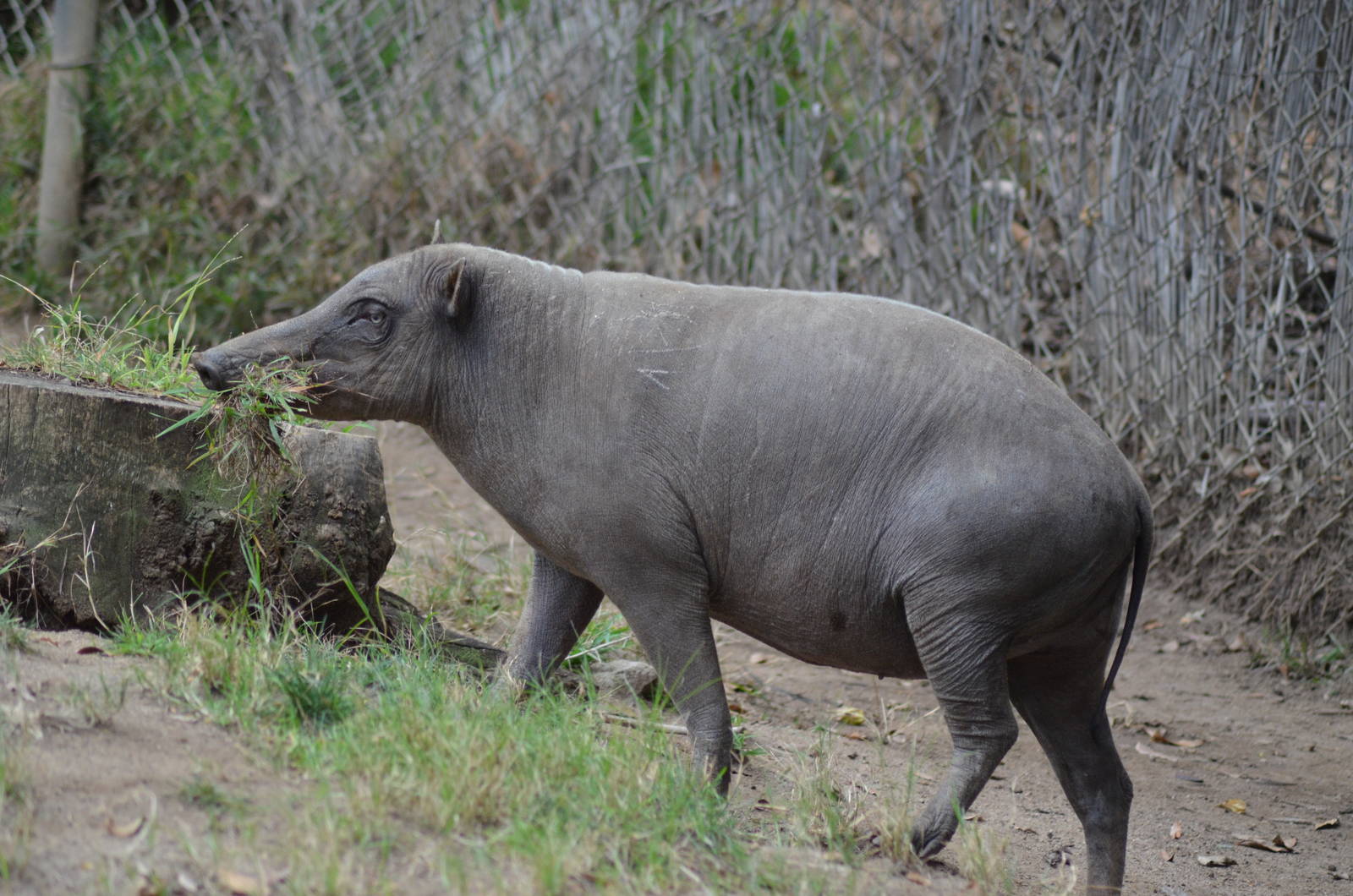 Babirusa