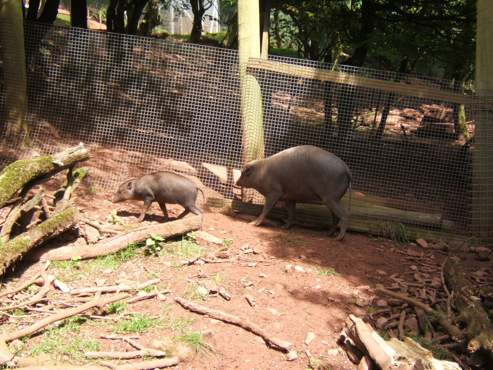 Babirusa