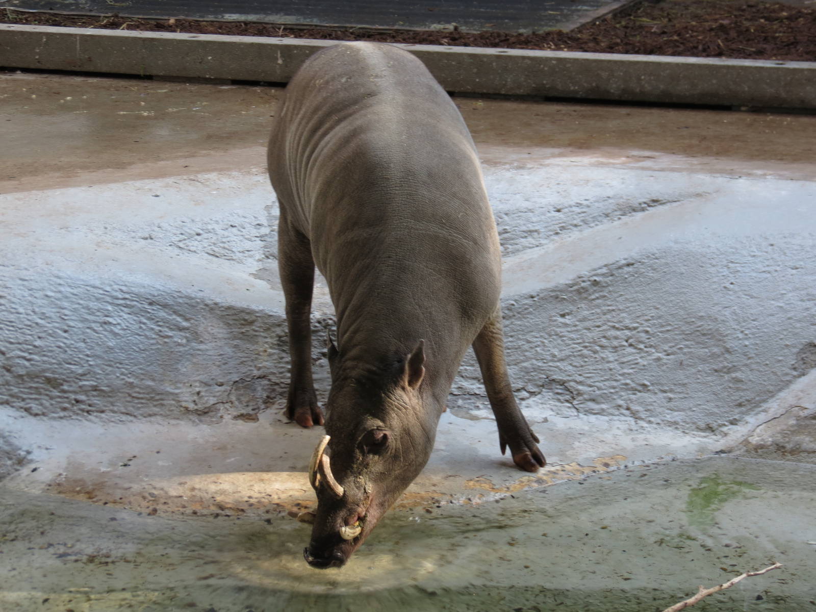 Babirusa