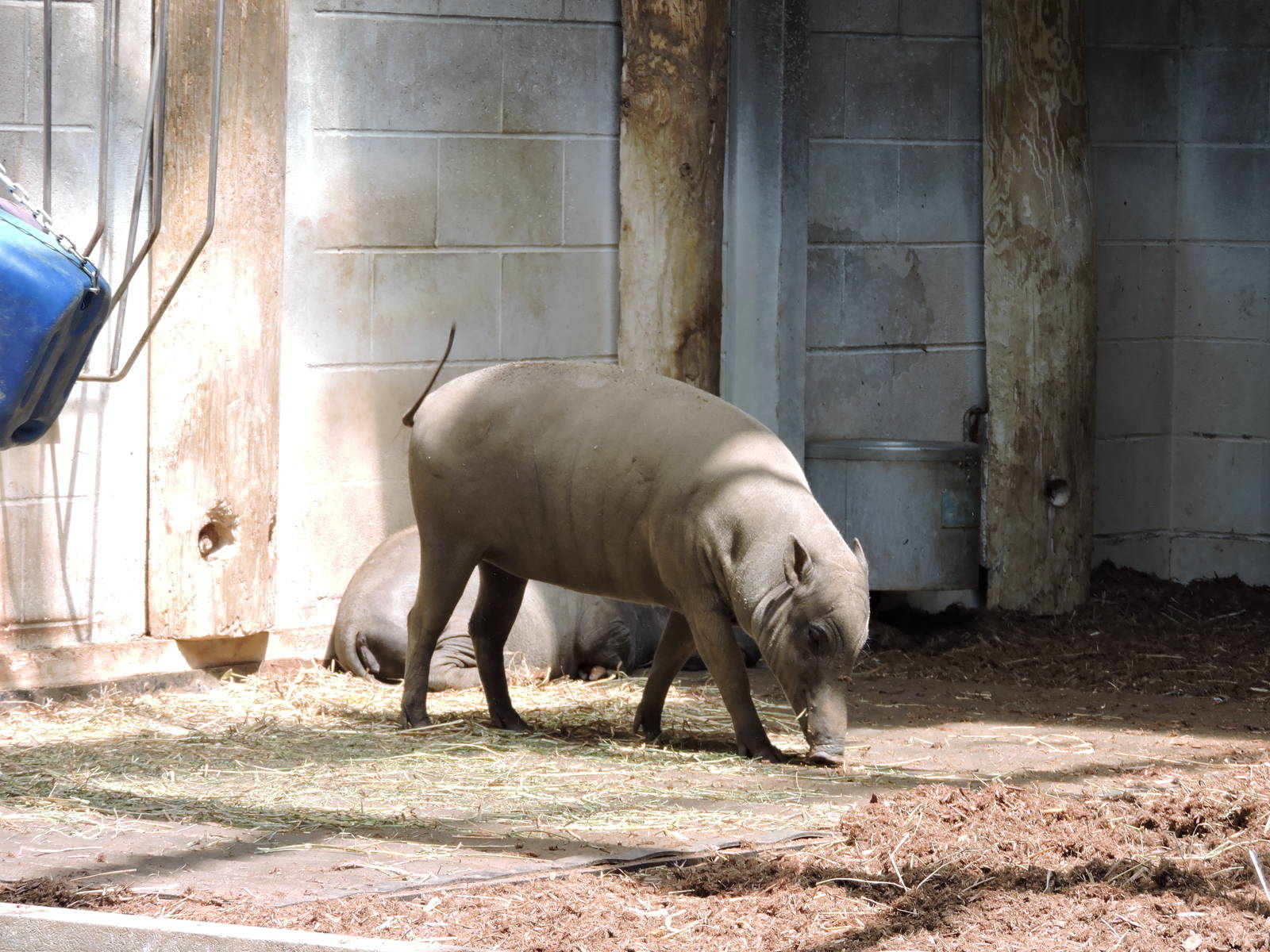 Babirusa