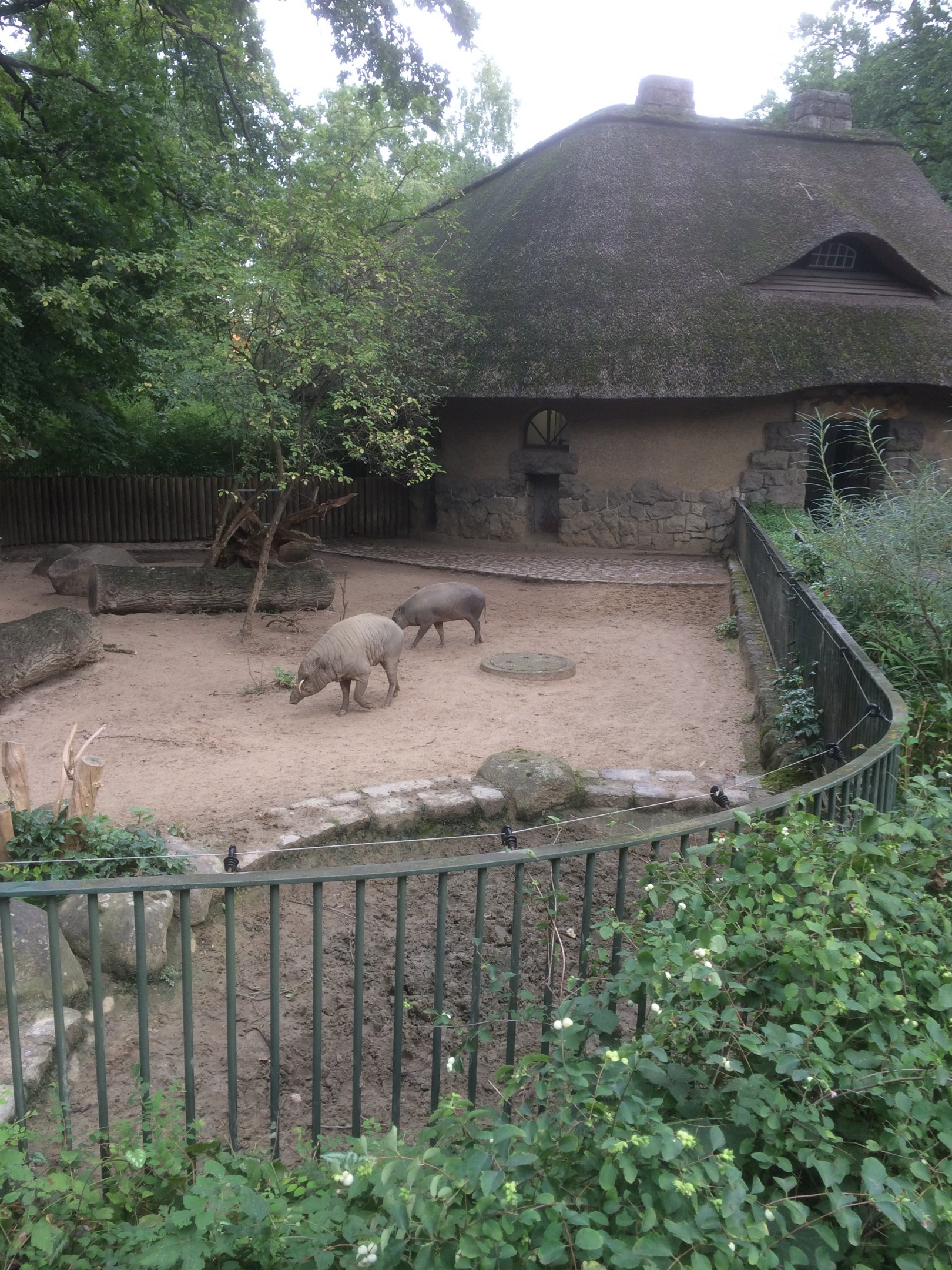 Babirusa