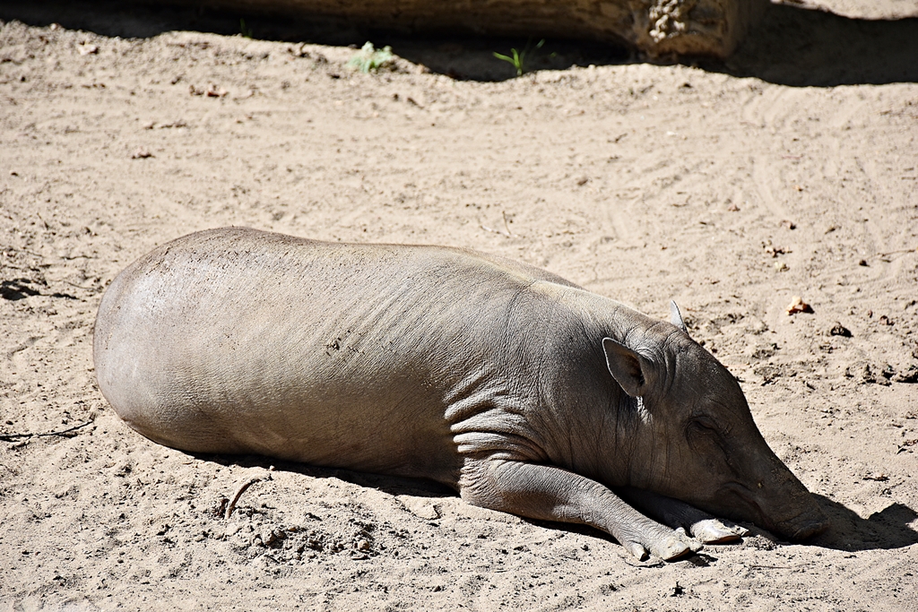 Babirusa