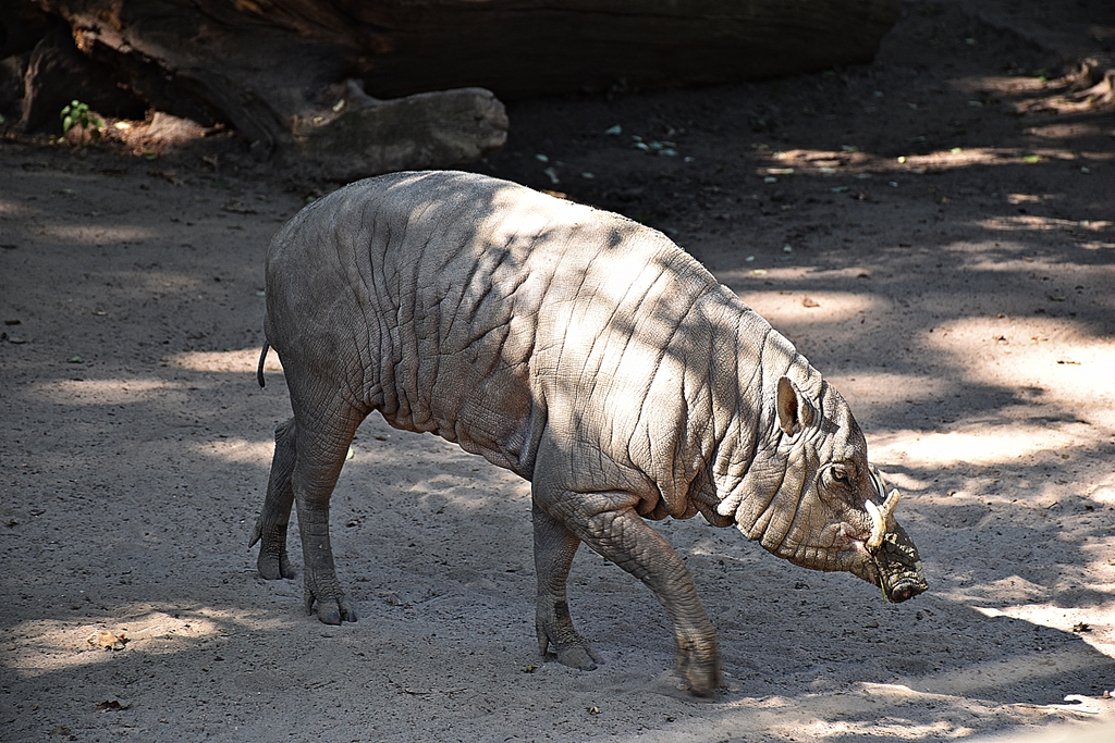 Babirusa