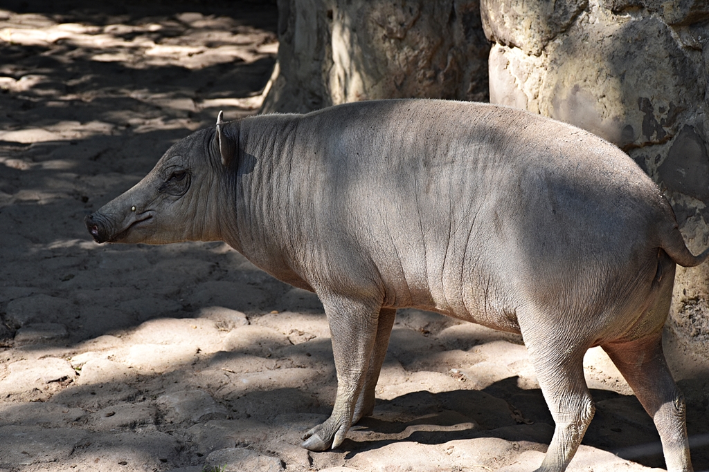 Babirusa