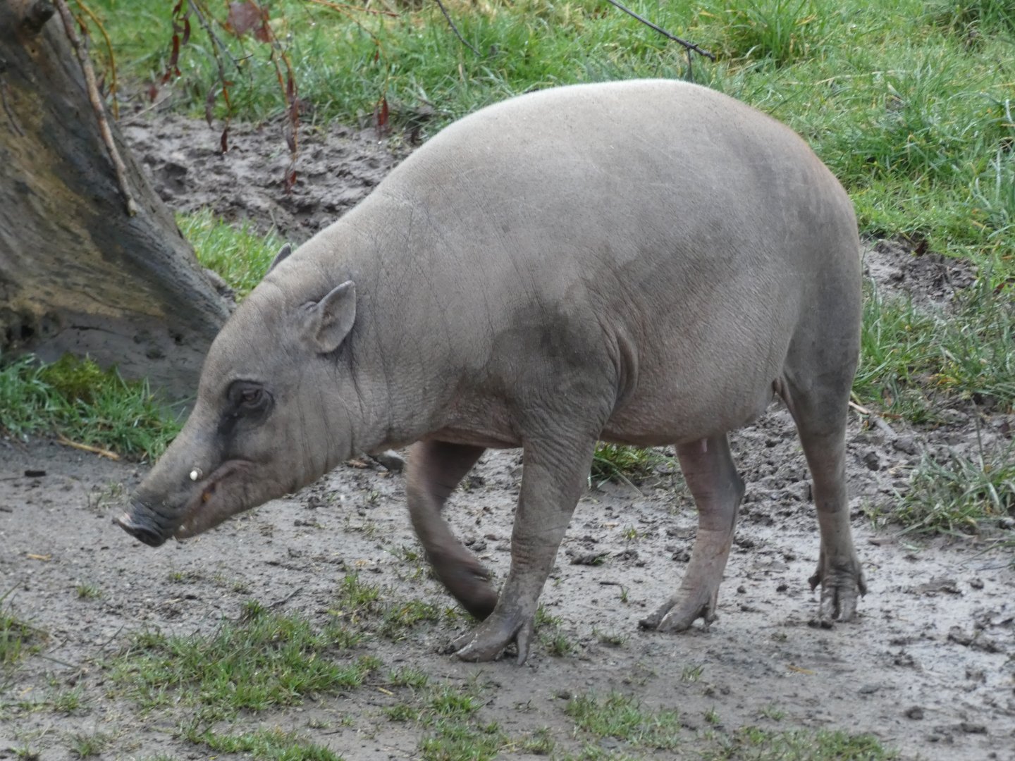 Babirusa
