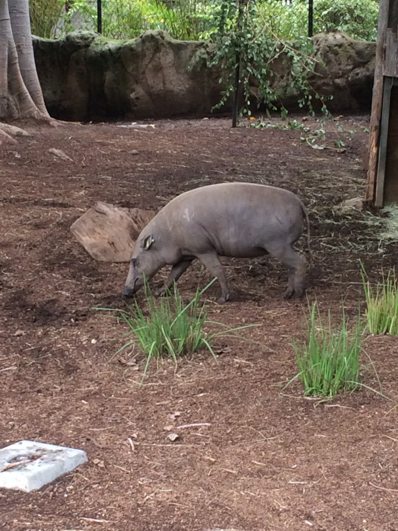 Babirusa