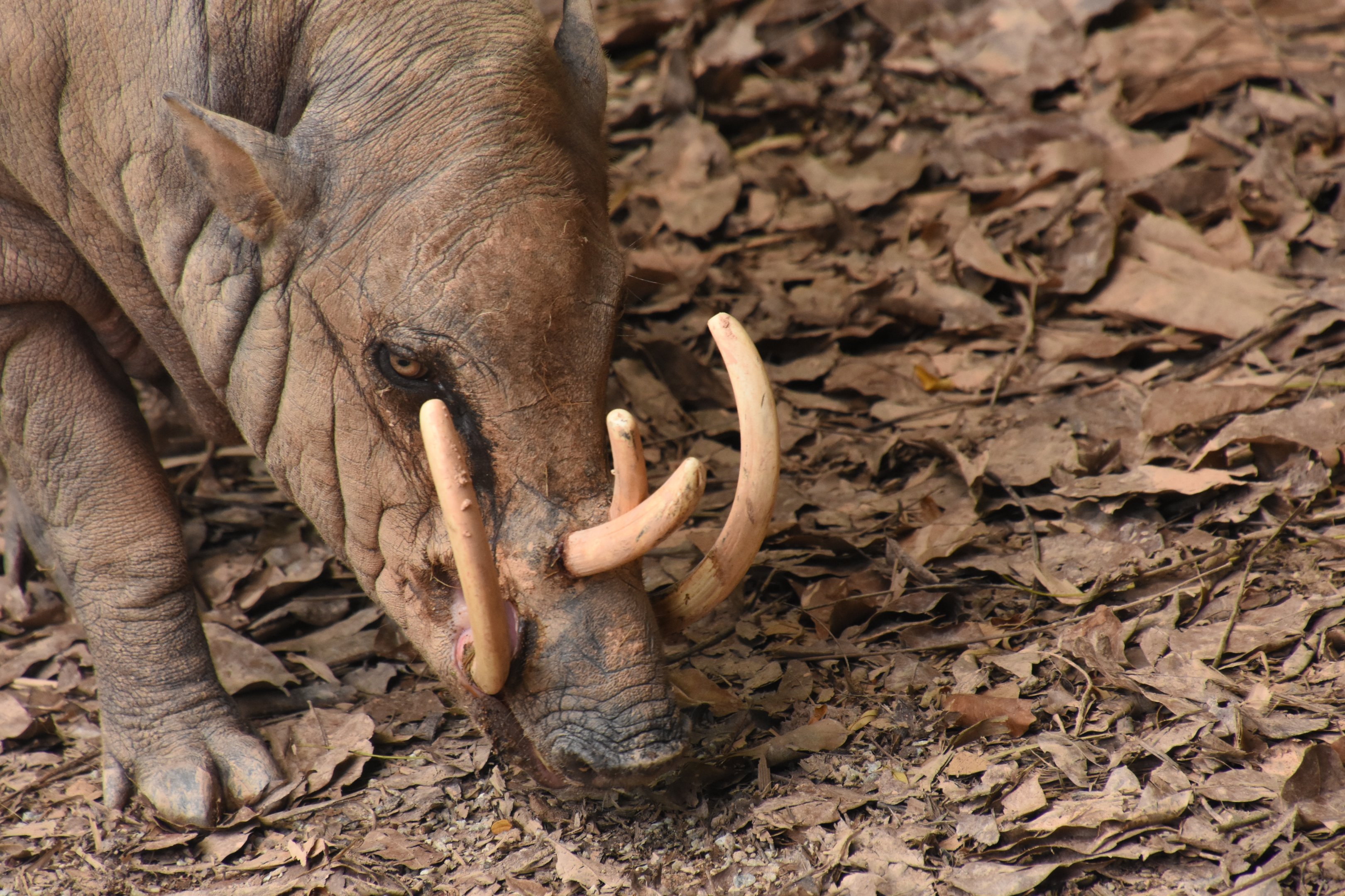 Babirusa