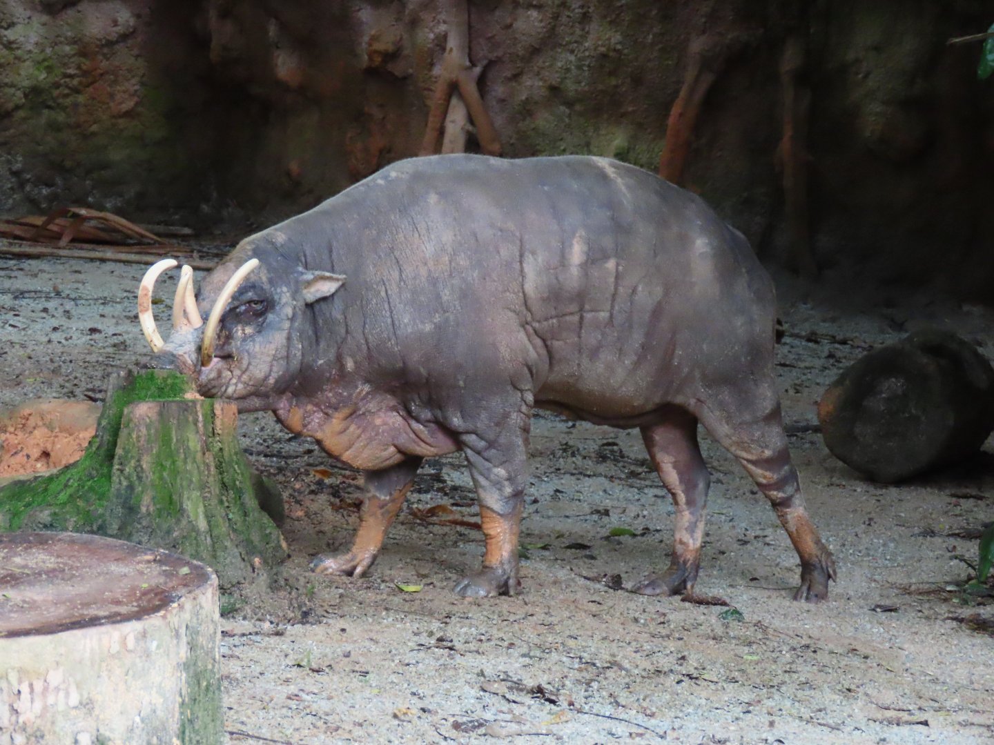 Babirusa