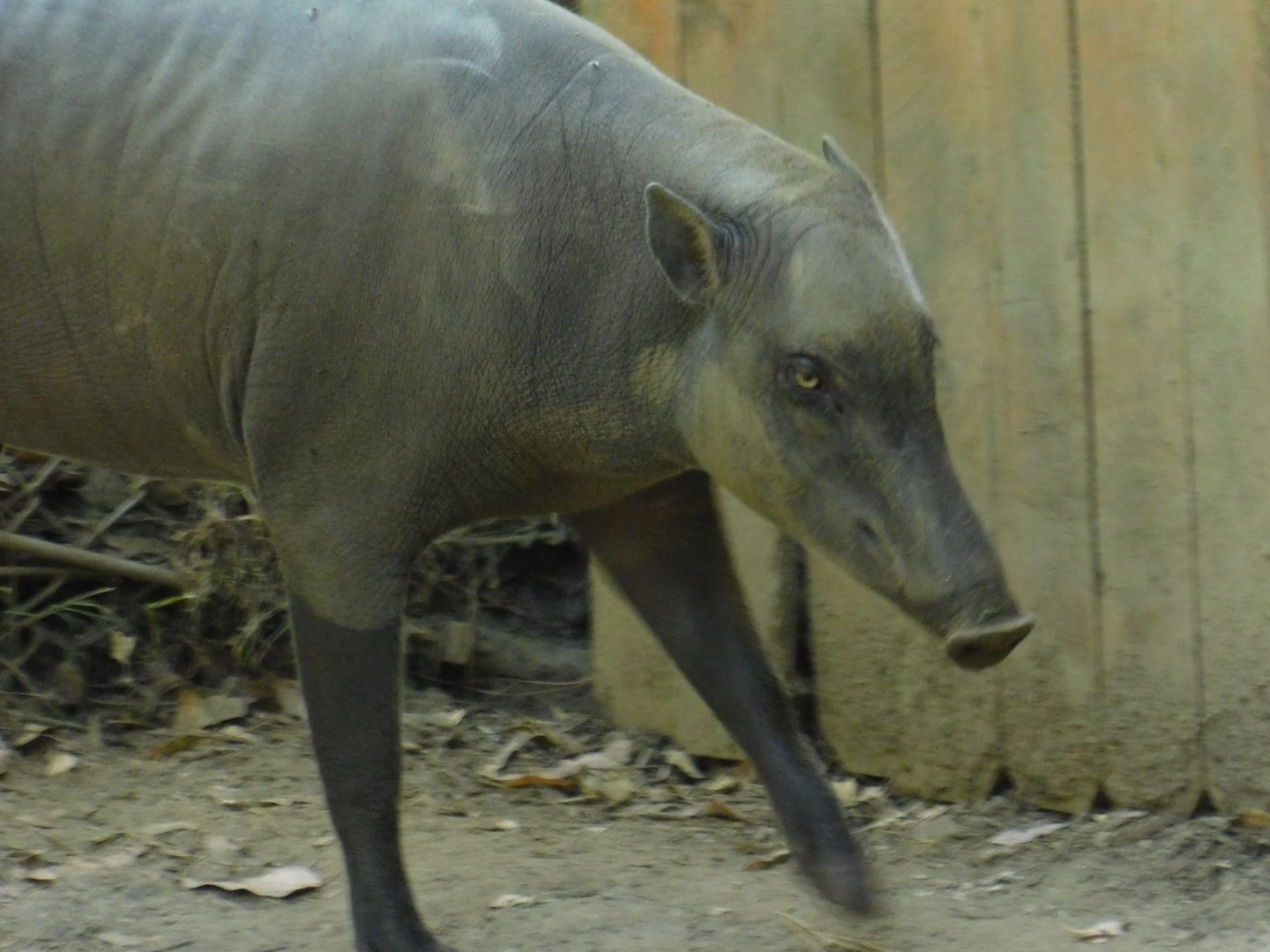Babirusa