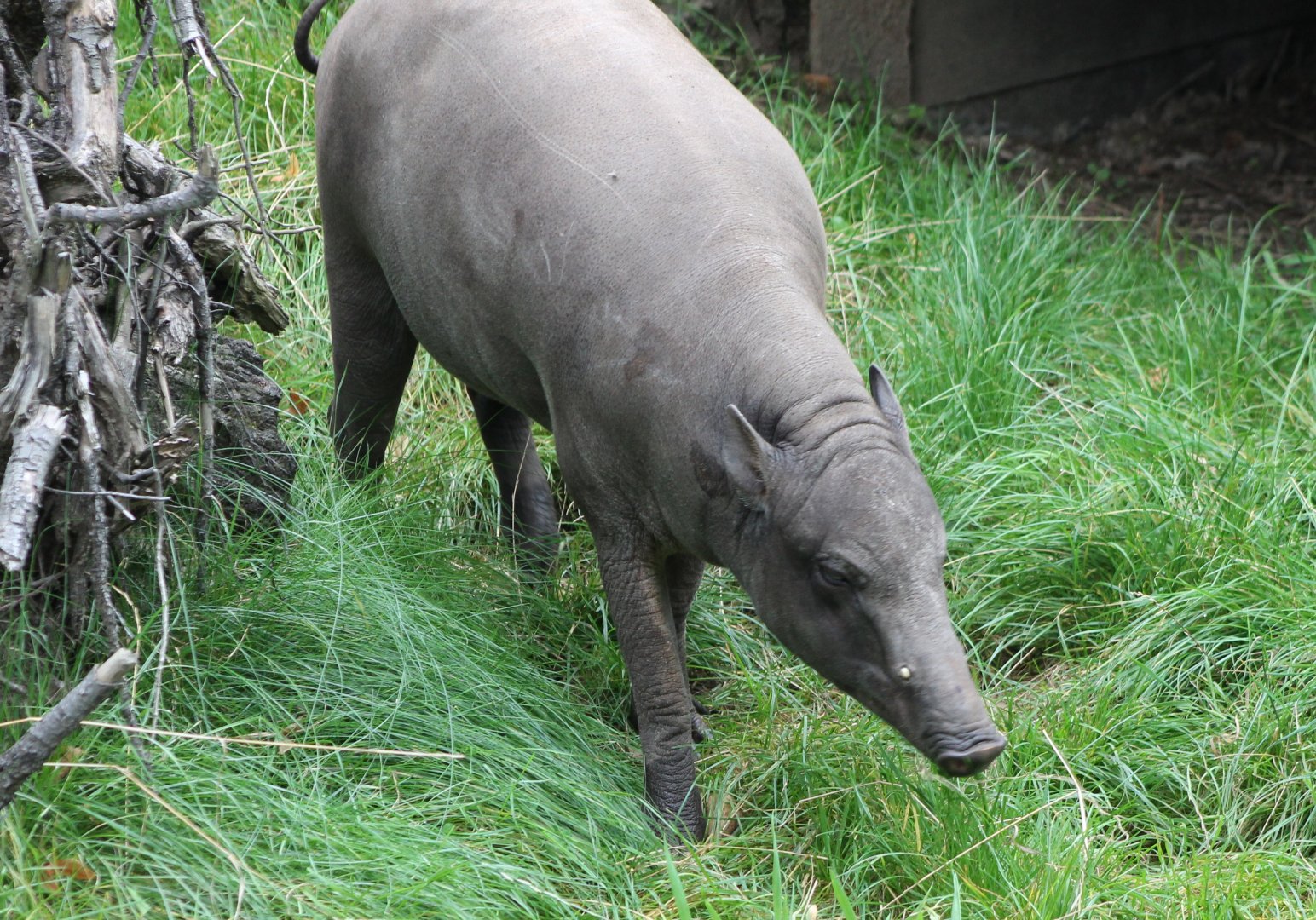 Babirusa