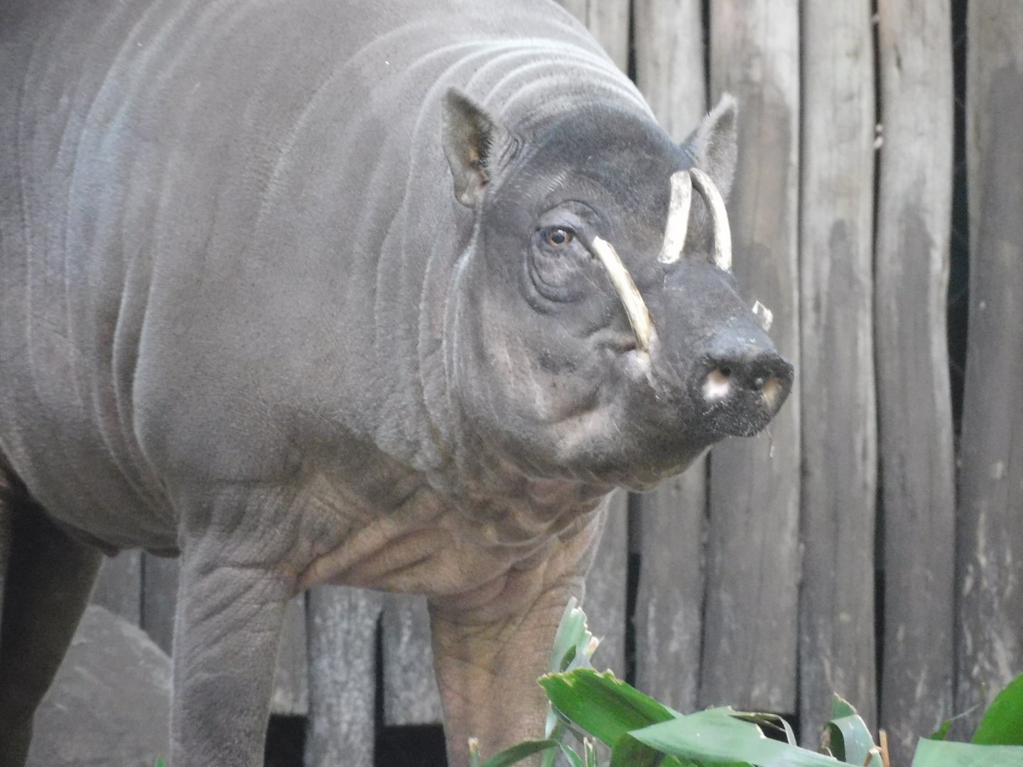 babirusa