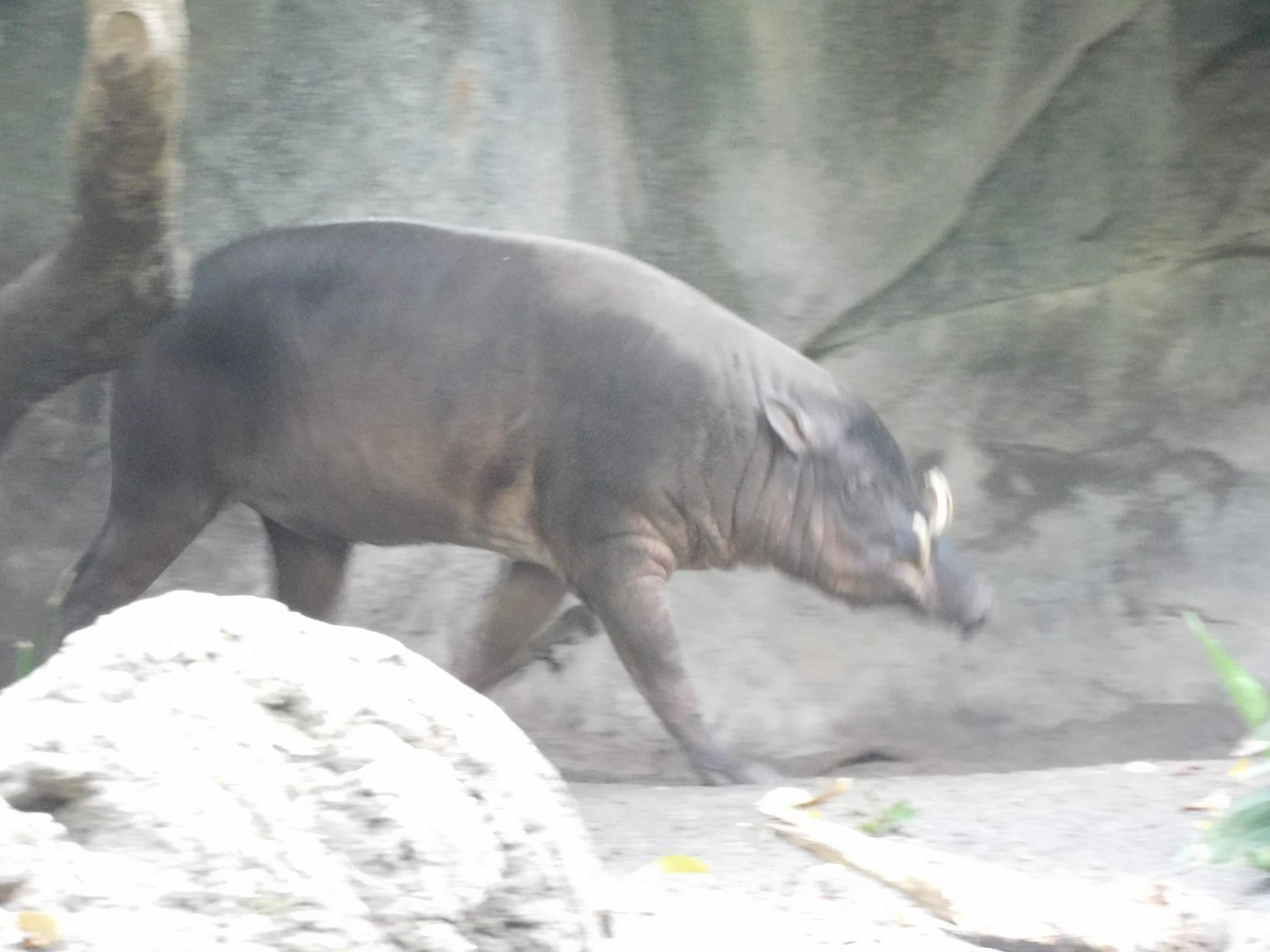 babirusa