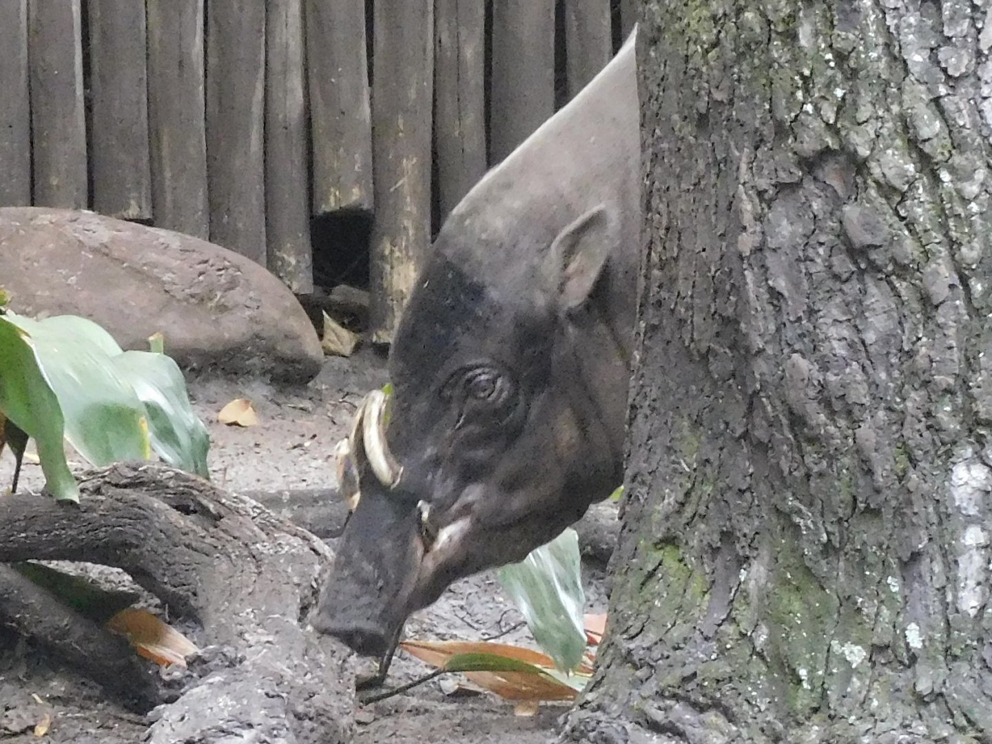 babirusa