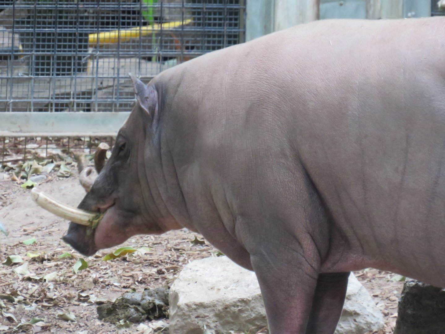 Babirusa