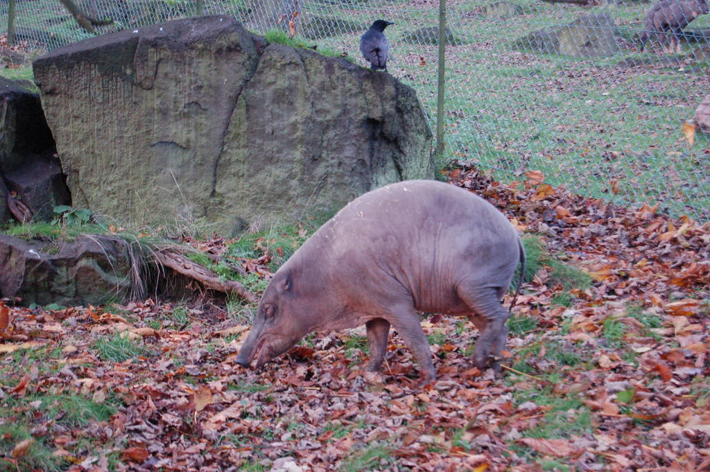 Babirusa