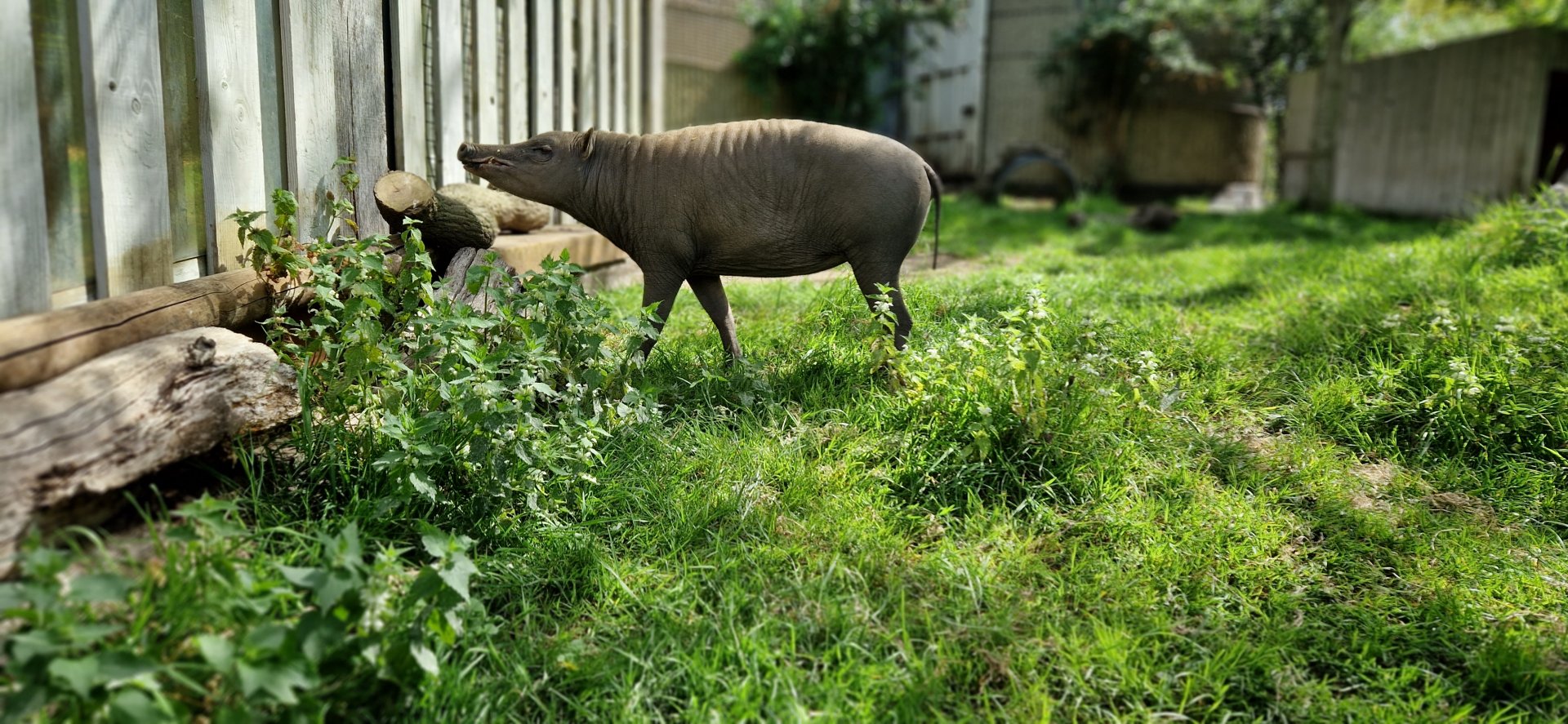Babirusa