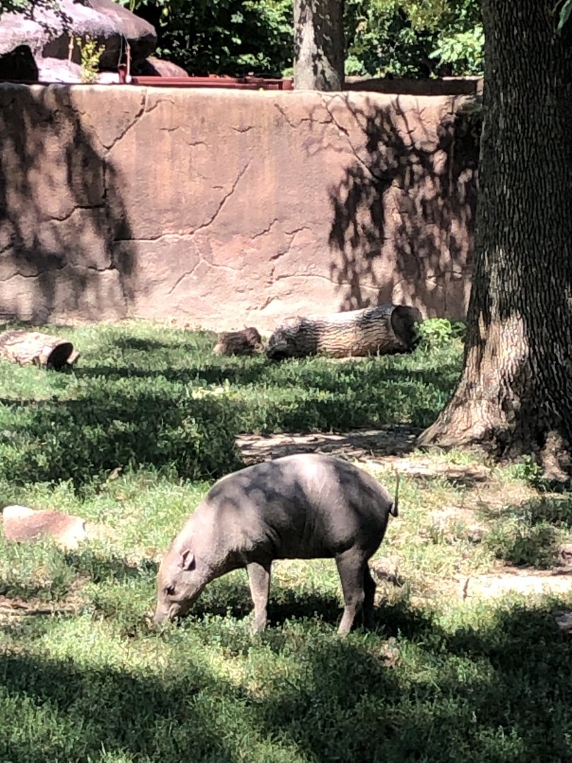 Babirusa