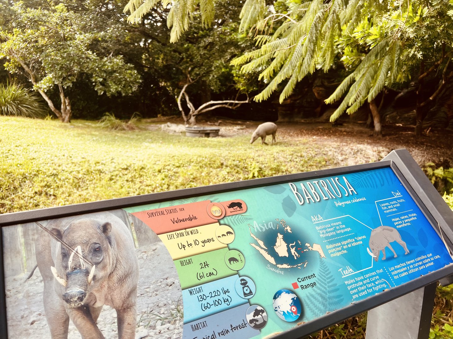 Babirusa