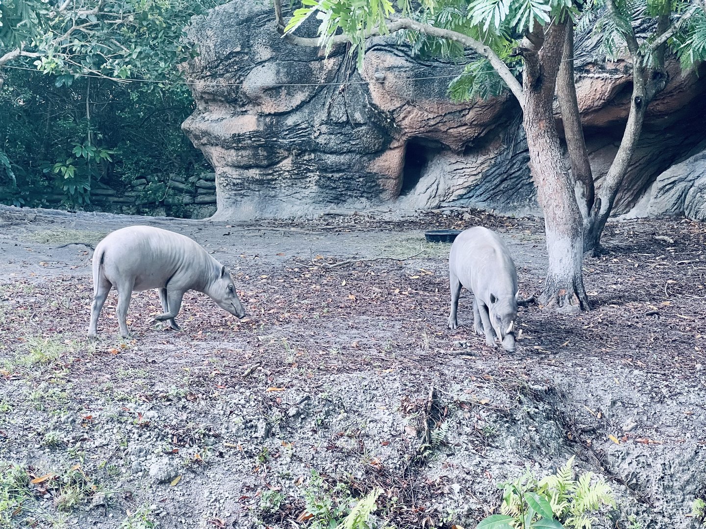 Babirusa