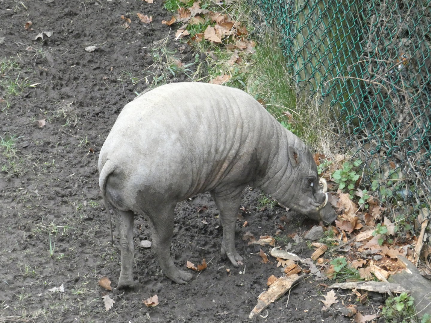 Babirusa