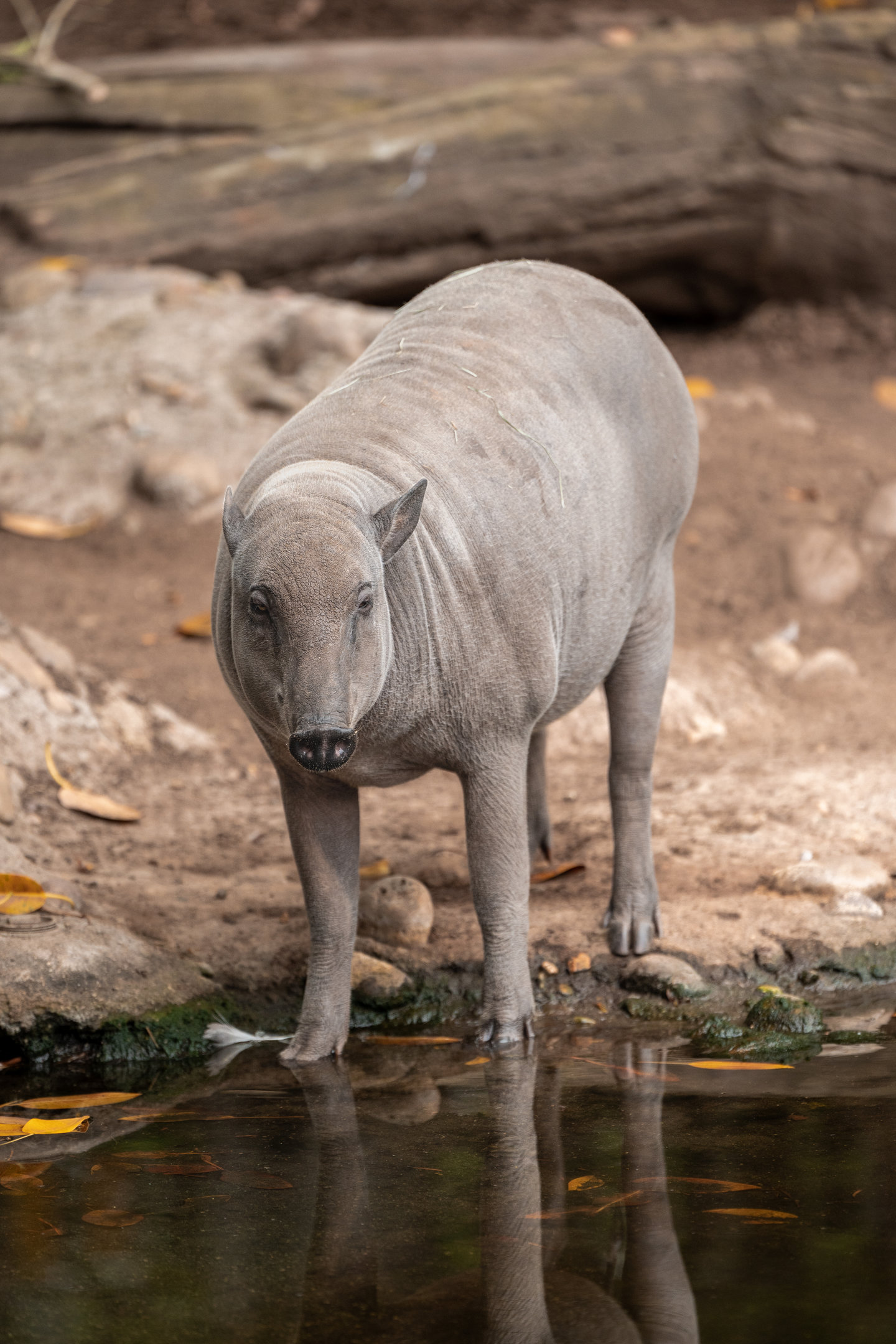 Babirusa