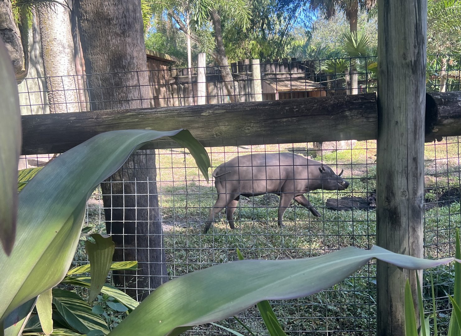 Babirusa