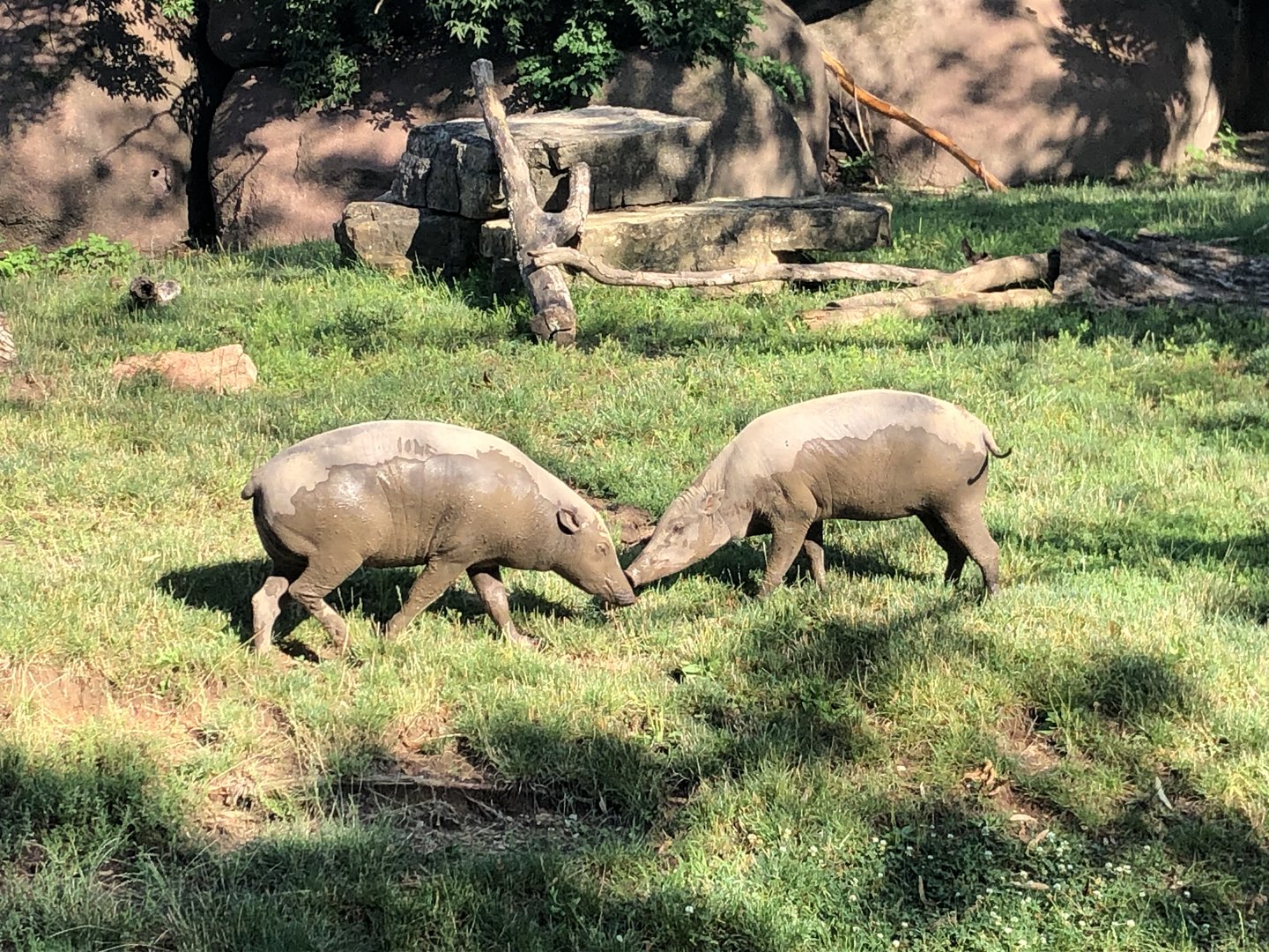 Babirusa