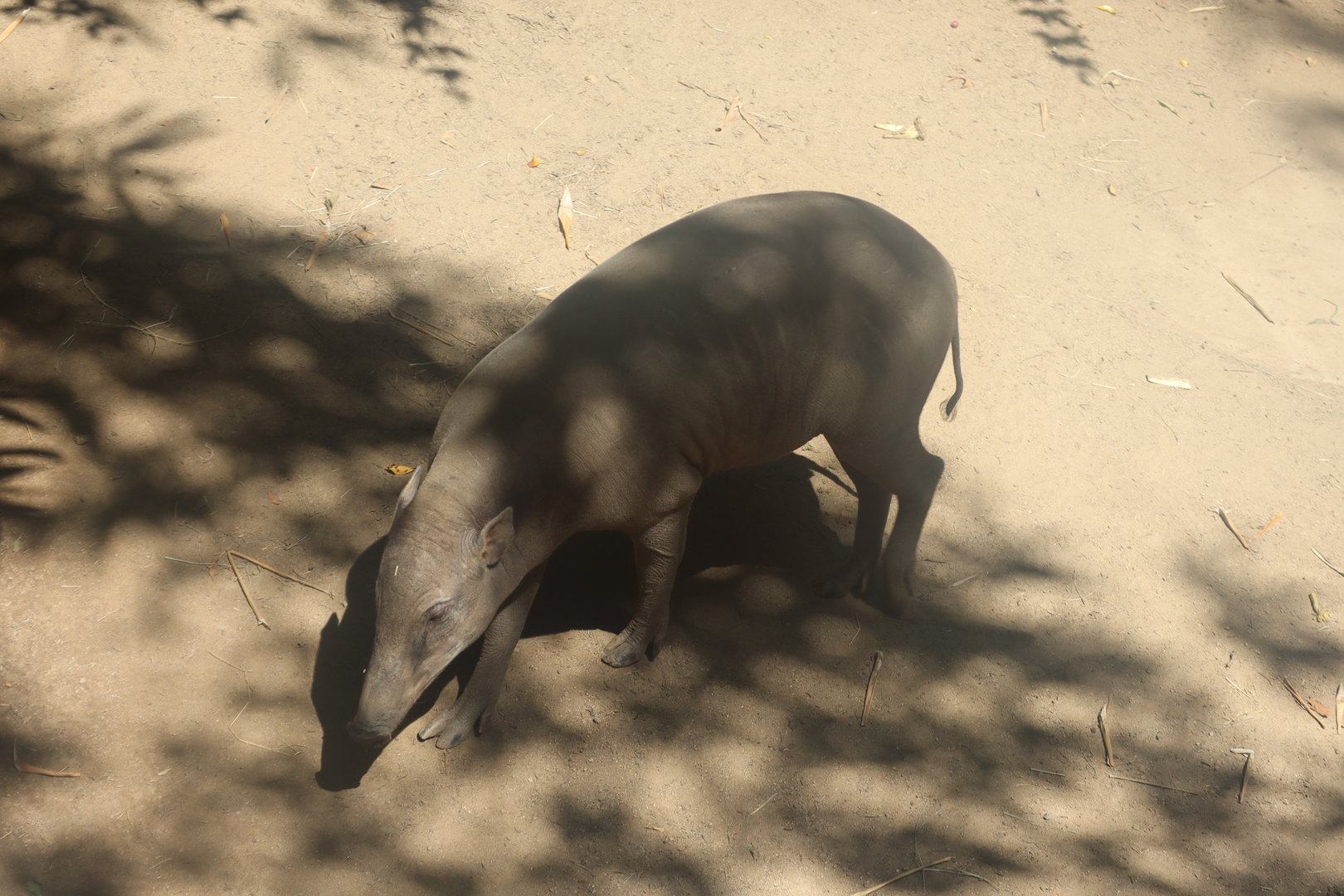 Babirusa